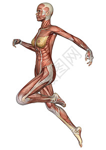 女性解剖图生物学锻炼二头肌器官身体插图保健跑步医疗运动图片