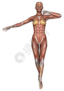 女性解剖图药品肌肉女士生物学二头肌科学保健解剖学身体锻炼图片