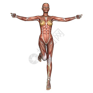 女性解剖图数字保健身体锻炼插图药品科学女士生物学卫生图片
