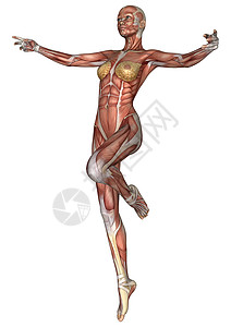 女性解剖图保健插图器官运动生物学解剖学身体白色医疗科学图片