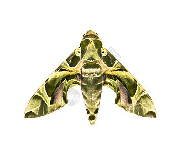 Hawk-moth 孤立在白色上图片