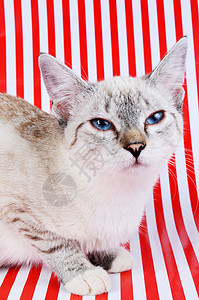 小猫红色宠物蓝色眼睛条纹鼻子灰色白色动物哺乳动物图片