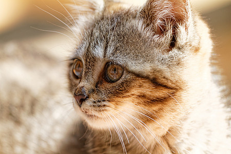 小猫咪毛皮猫科动物头发爪子生物眼睛胡须荒野宠物小猫图片