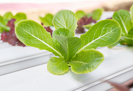 温室中的有机水栽植物播种生产场地农田水产食物技术生长培育灌溉图片