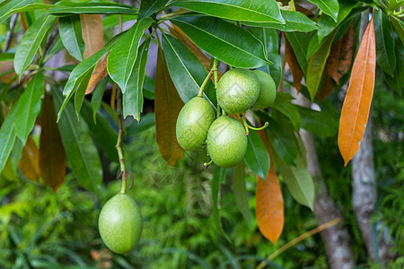 芒果采摘夏季外面的新鲜绿芒果水果种植活力食物丛林生态热带植物群果汁叶子成熟度树叶背景