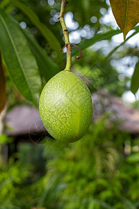 芒果益菌多夏季外面的新鲜绿芒果水果种植热带丛林绿色植物活力植物群生态甜点团体食物树叶背景