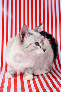小猫鼻子宠物红色蓝色眼睛白色灰色动物哺乳动物条纹图片