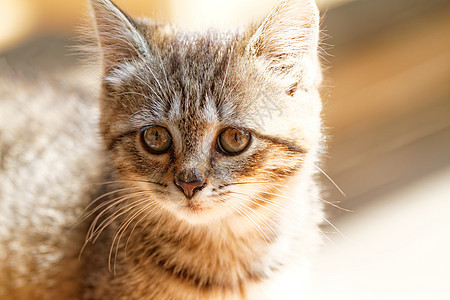 小猫咪小猫虎斑哺乳动物爪子毛皮生物宠物猫咪猫科动物野生动物图片