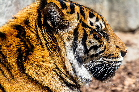 孟加拉虎哺乳动物眼睛头发猫科野猫食肉橙子丛林荒野老虎图片