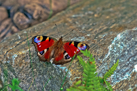 坐在石头上的孔雀蝴蝶图片
