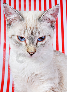 小猫动物灰色条纹鼻子宠物蓝色眼睛红色哺乳动物白色图片