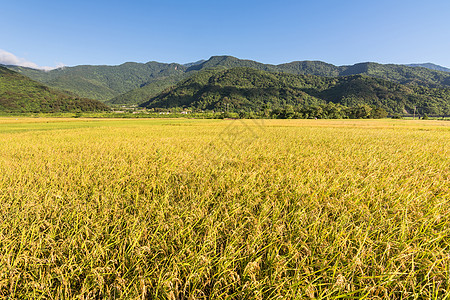 稻田景观植物谷物国家食物农业蓝色农场热带粮食牧歌图片
