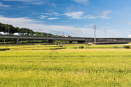 稻田景观植物场地农场农业谷物风景粮食热带村庄收成图片