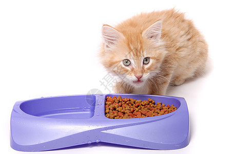 橙小猫吃婴儿午餐早餐食物盘子晚饭吃饭营养条纹时间图片