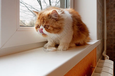 红白色彩的波斯小猫白色脊椎动物毛皮工作室警觉褐色婴儿哺乳动物宠物尾巴图片