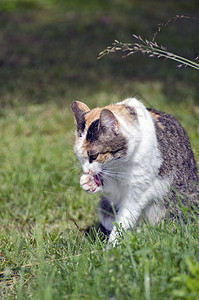 青猫在草地上洗脸图片