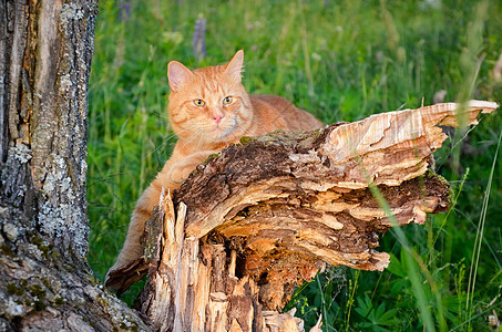 红猫在夏天坐在森林里的树上图片