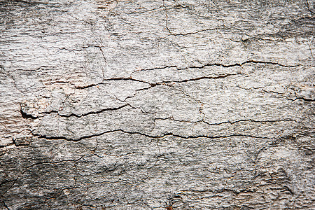 木之石伤口材料木板果皮木材硬木苔藓日志裂缝木头图片