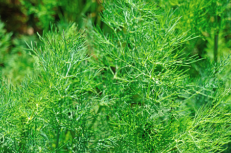 在花园里放绿色的花草调味品食物健康草本植物植物植物学味道墙纸农业叶子图片