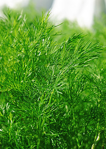 在花园里放绿色的花草叶子植物学草本植物植物芳香茴香健康调味品美食宏观图片