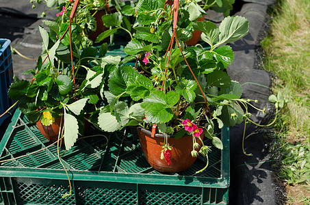 草莓幼苗植物 在出售的锅中开花图片