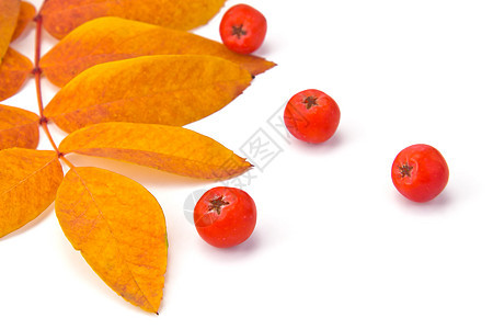 浆果和叶子植物群红色花束吸附团体食物白色橙子植物药品图片