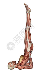 女性解剖图解剖学肌肉锻炼药品白色器官数字卫生插图医疗图片