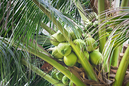树上椰子组图片