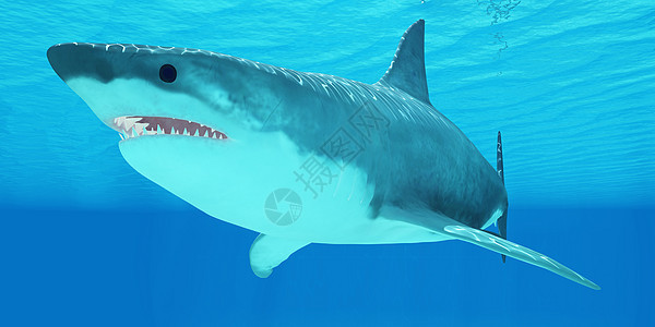 大白鲨近距离特写图片