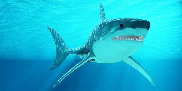 大白鲨带太阳光图片