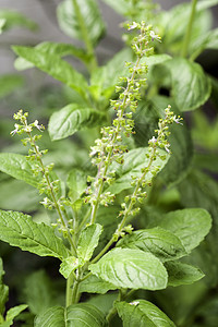 白圣拜西尔或巴西尔食物土壤种子生长薄荷栽培种植园培育迷迭香圣所图片