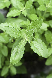 白圣拜西尔或巴西尔迷迭香圣所薄荷种植园栽培生长味道疗法叶子宏观图片