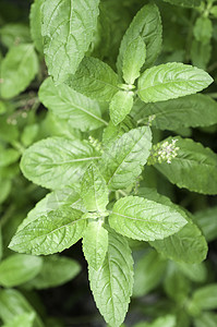 白圣拜西尔或巴西尔疗法植物食物栽培芳香叶子培育宏观薄荷圣所图片