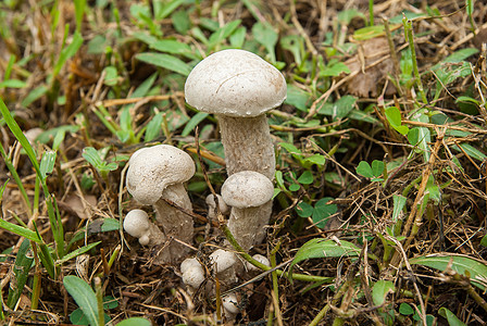 有毒蘑菇菌类林地潮湿荒野老板生物公园阴影树木树干图片