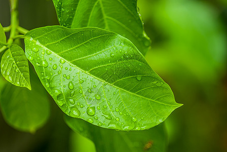 叶子上滴水花园圆圈草地树叶宏观生长植物草本植物雨滴反射图片