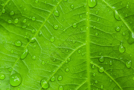 叶子上滴水液体环境气泡生长树叶宏观植物草地草本植物圆圈图片