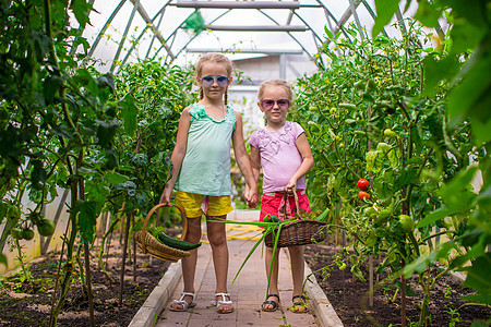 可爱的小女孩在温室里收集作物黄瓜帮手玫瑰花园素食主义者饮食园艺植物水芹食物女孩图片