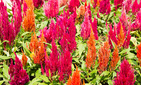 鸡冠花植物浪漫植物群园艺花瓣植物学叶子花园红色紫色图片