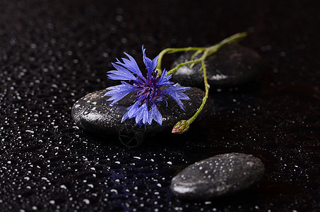 带水滴和玉米花的温泉石药品岩石雏菊植物群冥想石头温泉治疗卵石花瓣图片