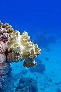 蓝水背景热带海底珊瑚礁与大黄色软珊瑚蘑菇皮冒险海上生活盐水娱乐潜水员动物海床海洋野生动物潜水图片