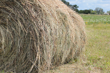 做干草草地场地蓝色农作物大麦太阳季节小麦农村农场图片