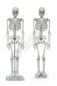 人类骨架模型骨盆男人科学骨头生理卫生教育背痛骨骼骨干图片