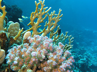 珊瑚礁与火珊瑚在蓝色水背景的热带海底图片