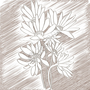 花菊草图图片