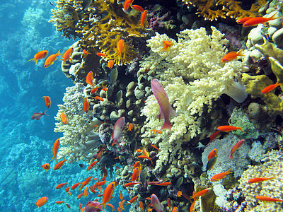 蓝水背景下热带海底珊瑚礁和橙色鱼浅滩图片