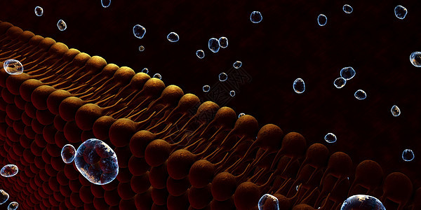 A 单元格的等离子膜细胞膜糖脂插图骨架生物生物学质膜细胞质原生质科学图片