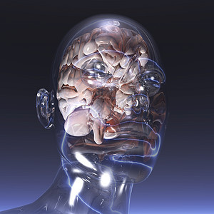 人脑神经生物思考渲染保健体质药品精神玻璃母鸡背景图片