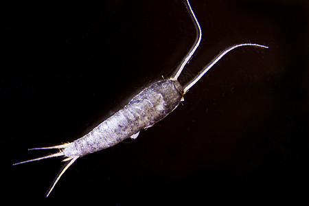 银鱼猪鬃显微生物蠹虫传感器甲壳屁股科学金属皮肤图片