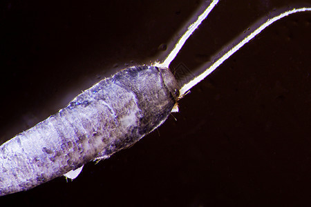 银鱼害虫皮肤癌症金属生物盔甲雨衣屁股生物学传感器图片