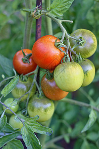 灌木丛中美味的红番茄田农场生长绿色温室农业植物花园食物水果生态图片